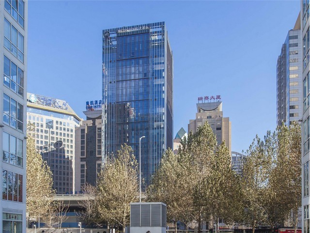 杭州女贞造型树价格